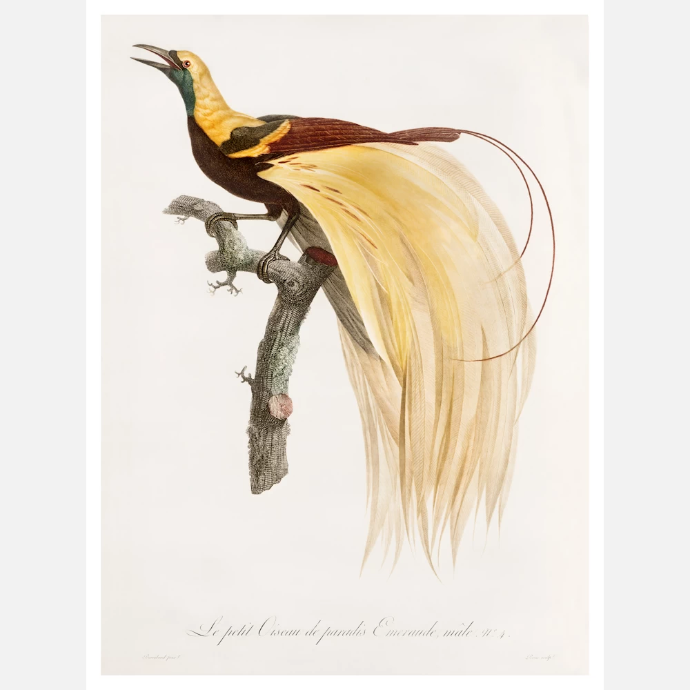Young Emperor Bird of Paradise Poster