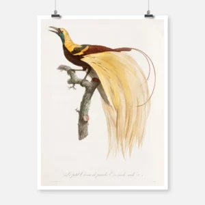 Young Emperor Bird of Paradise Poster
