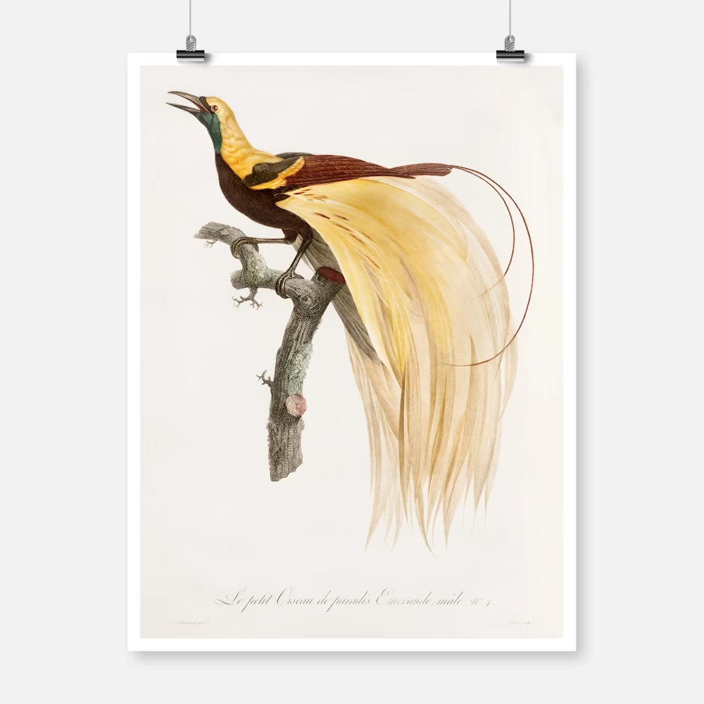 Young Emperor Bird of Paradise Poster