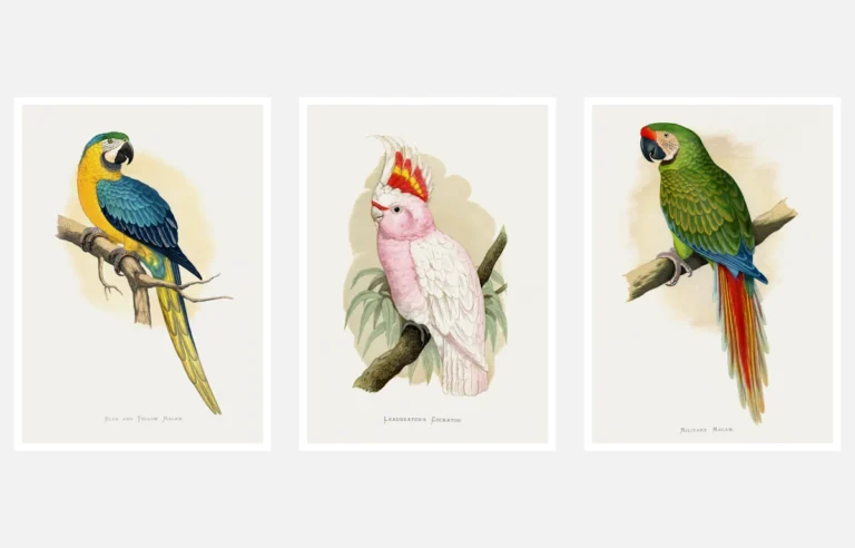 10 Fascinating Parrots from Parrots in Captivity (1884)