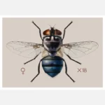 A Blow Fly Chrysomya Chloropyga Poster