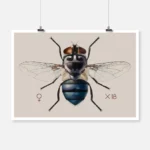 A Blow Fly Chrysomya Chloropyga Poster