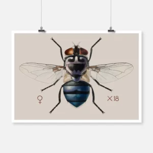 A Blow Fly Chrysomya Chloropyga Poster