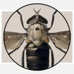 A Cleg or Horse Fly Tabanus Biguttatus Poster