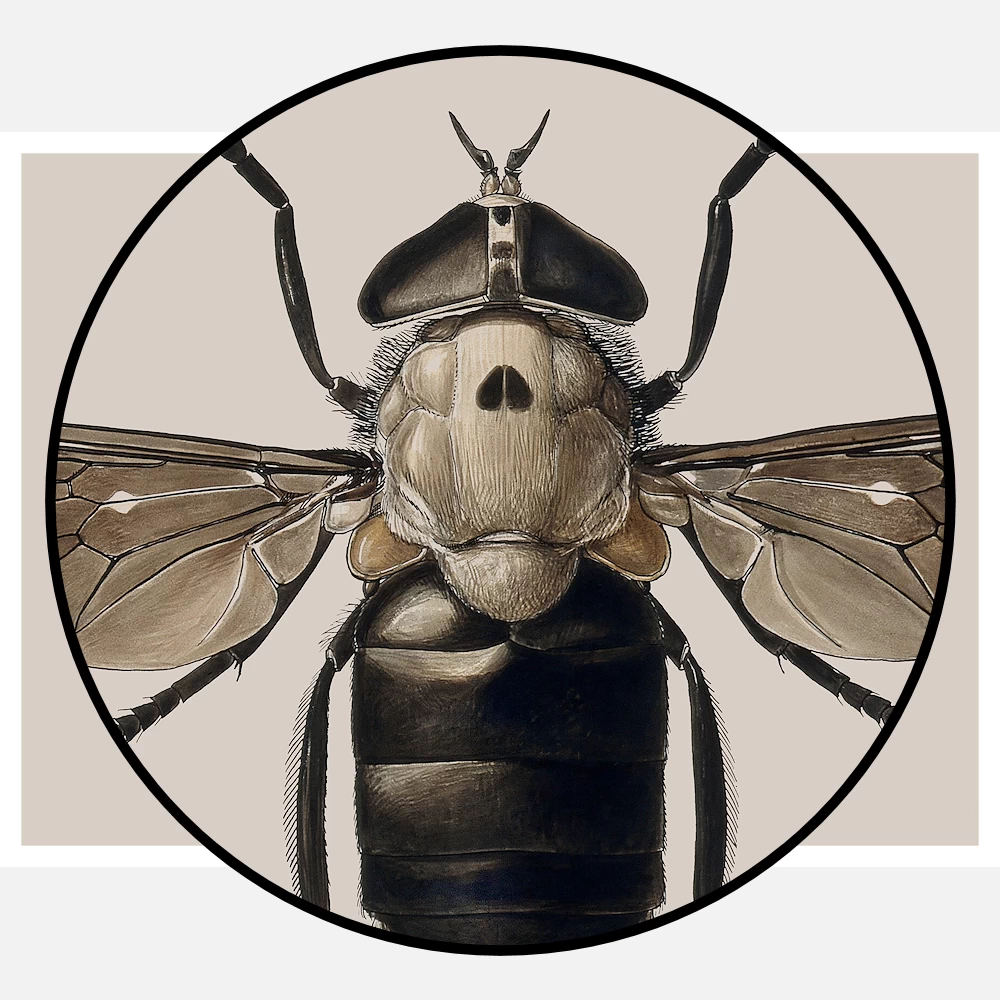 A Cleg or Horse Fly Tabanus Biguttatus Poster
