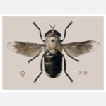 A Cleg or Horse Fly Tabanus Biguttatus Poster