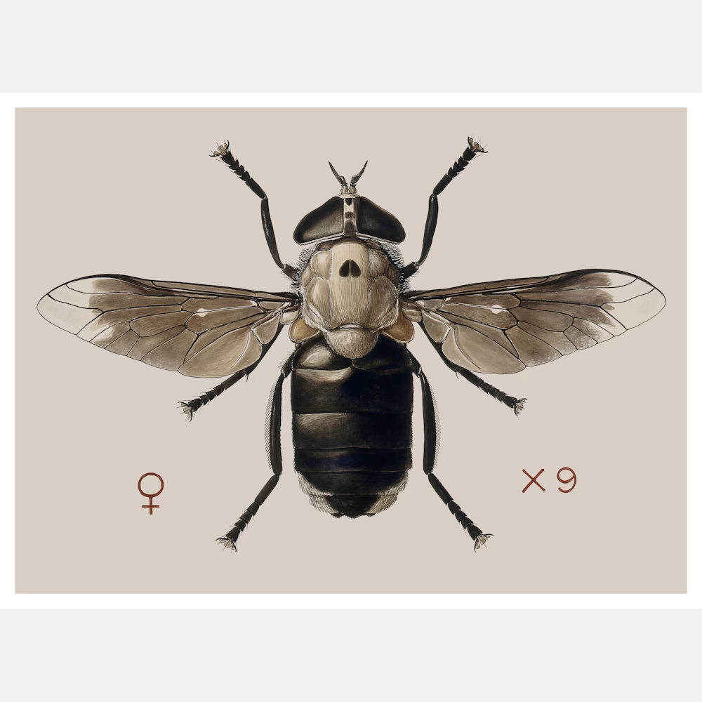 A Cleg or Horse Fly Tabanus Biguttatus Poster