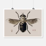 A Cleg or Horse Fly Tabanus Biguttatus Poster