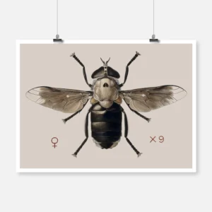 A Cleg or Horse Fly Tabanus Biguttatus Poster
