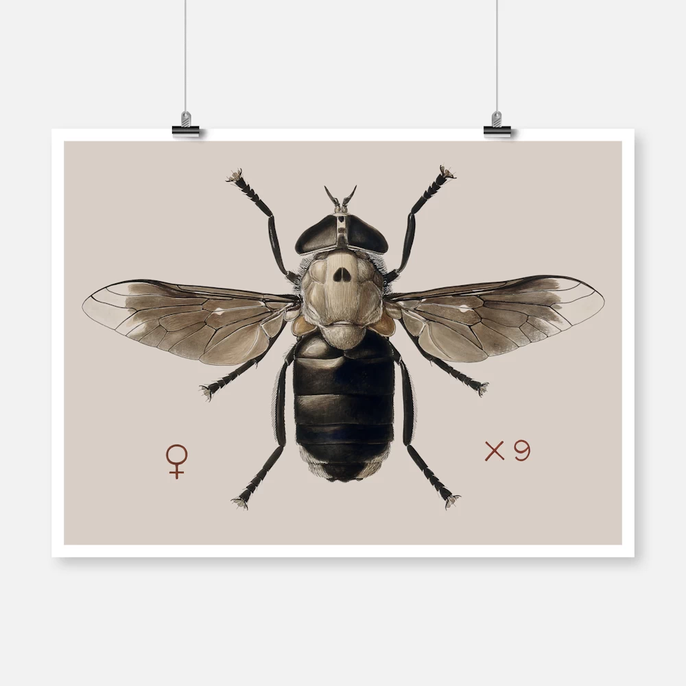 A Cleg or Horse Fly Tabanus Biguttatus Poster