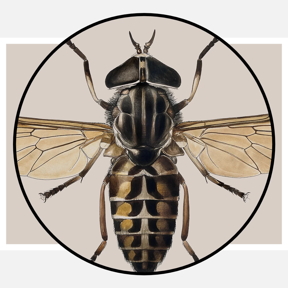A Cleg or Horse Fly Tabanus Glaucopis Poster