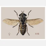 A Cleg or Horse Fly Tabanus Glaucopis Poster