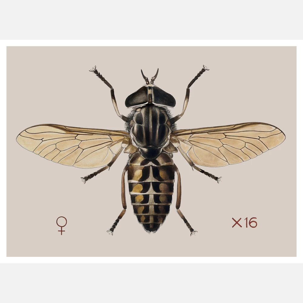 A Cleg or Horse Fly Tabanus Glaucopis Poster