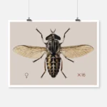 A Cleg or Horse Fly Tabanus Glaucopis Poster