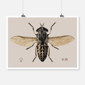 A Cleg or Horse Fly Tabanus Glaucopis Poster