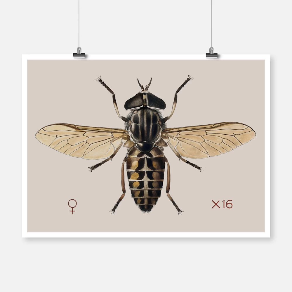 A Cleg or Horse Fly Tabanus Glaucopis Poster