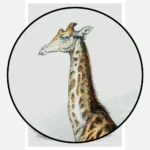 A Giraffe Poster