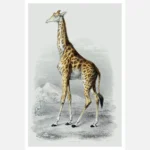 A Giraffe Poster