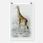 A Giraffe Poster