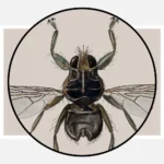 A Grouse Fly Ornithomyia Lagopodis Poster