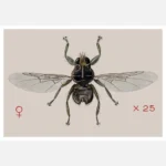 A Grouse Fly Ornithomyia Lagopodis Poster