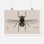 A Grouse Fly Ornithomyia Lagopodis Poster