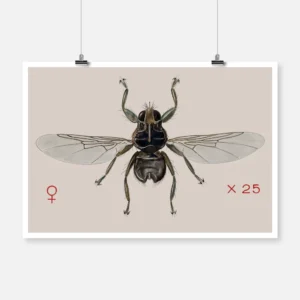 A Grouse Fly Ornithomyia Lagopodis Poster