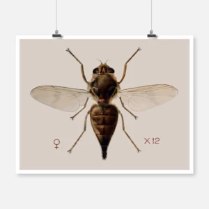 A Horse Botfly Gastrophilus Intestinalis Poster