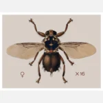 A Horse Fly Hippobosca Rufipes Poster