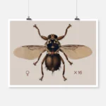 A Horse Fly Hippobosca Rufipes Poster