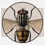 A House Fly Musca Domestica Poster