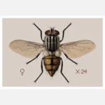 A House Fly Musca Domestica Poster