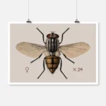 A House Fly Musca Domestica Poster