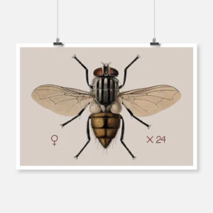 A House Fly Musca Domestica Poster