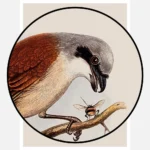 A Red Backed Shrike Poster