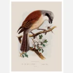 A Red Backed Shrike Poster