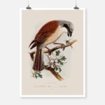 A Red Backed Shrike Poster