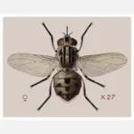 A Stable Fly Stomoxys Calcitrans Poster