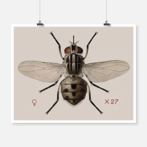 A Stable Fly Stomoxys Calcitrans Poster