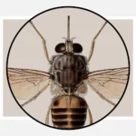 A Tsetse Fly Glossina Morbitans Poster