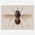 A Tsetse Fly Glossina Morbitans Poster