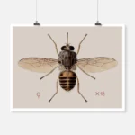 A Tsetse Fly Glossina Morbitans Poster