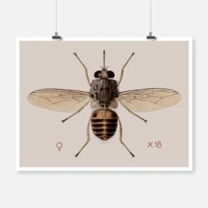 A Tsetse Fly Glossina Morbitans Poster