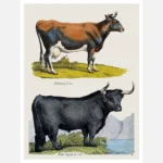 Alderney Cow and West Highland Bull Poster