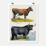 Alderney Cow and West Highland Bull Poster