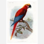 An Extinct Parrot Poster