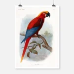 An Extinct Parrot Poster