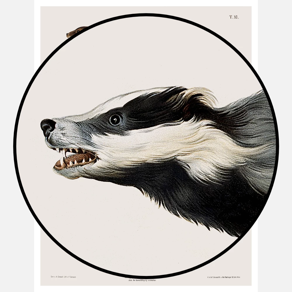 An Otter a Weasel and a Badger Poster