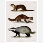 An Otter a Weasel and a Badger Poster