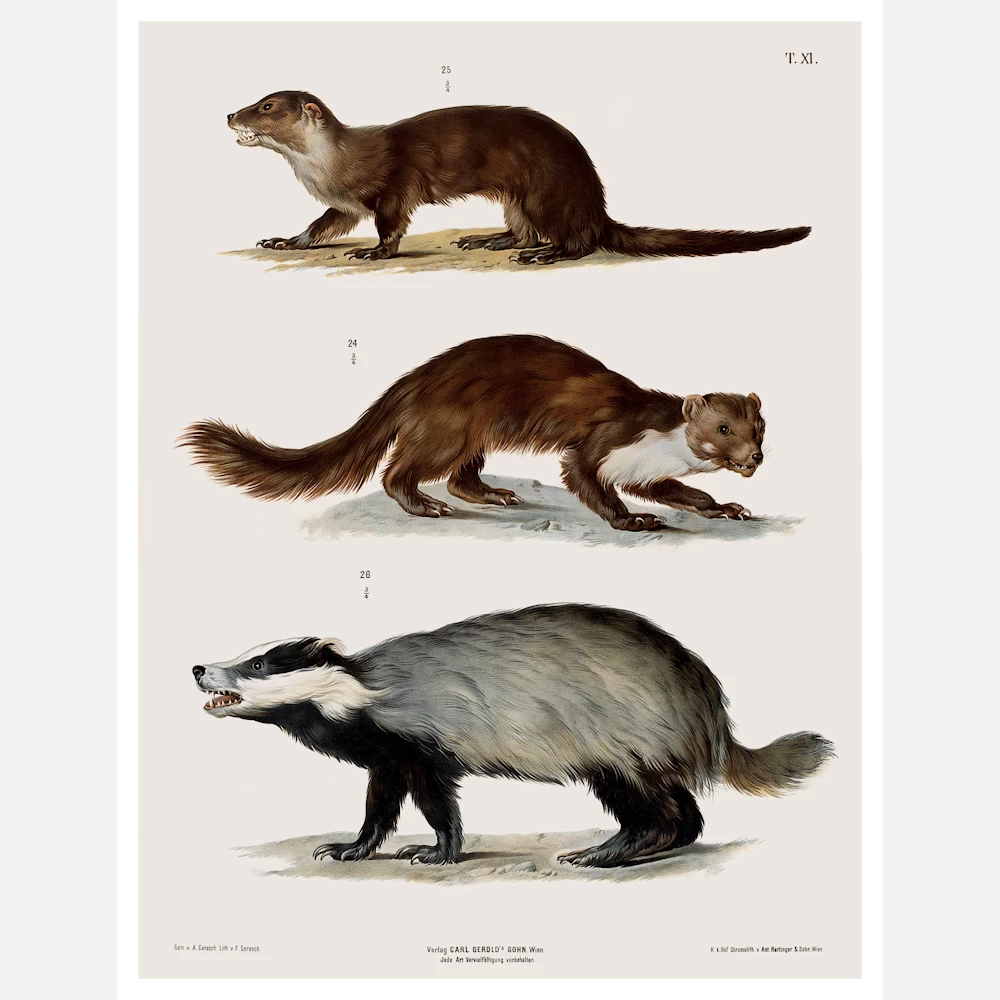 An Otter a Weasel and a Badger Poster